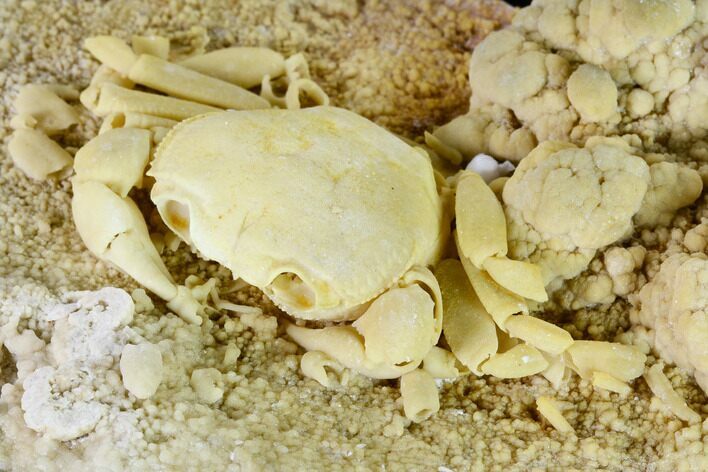 Fossil Crab (Potamon) Preserved in Travertine - Turkey #146289